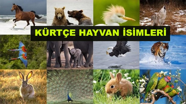 Kürtçe Hayvan İsimleri